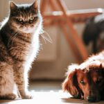 Hund und Katze gelten als treue Begleiter. Doch allein ihr Besitz macht Menschen laut einer Schweizer Studie nicht automatisch glücklicher oder gesünder.