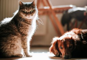 Hund und Katze gelten als treue Begleiter. Doch allein ihr Besitz macht Menschen laut einer Schweizer Studie nicht automatisch glücklicher oder gesünder.