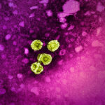 Bei chronischer Hepatitis B arbeitet das Immunsystem weiter. Bestimmte Helferzellen könnten für neue Therapien wichtig werden.