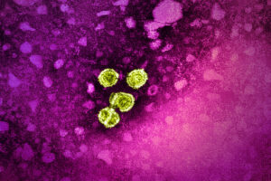 Bei chronischer Hepatitis B arbeitet das Immunsystem weiter. Bestimmte Helferzellen könnten für neue Therapien wichtig werden.