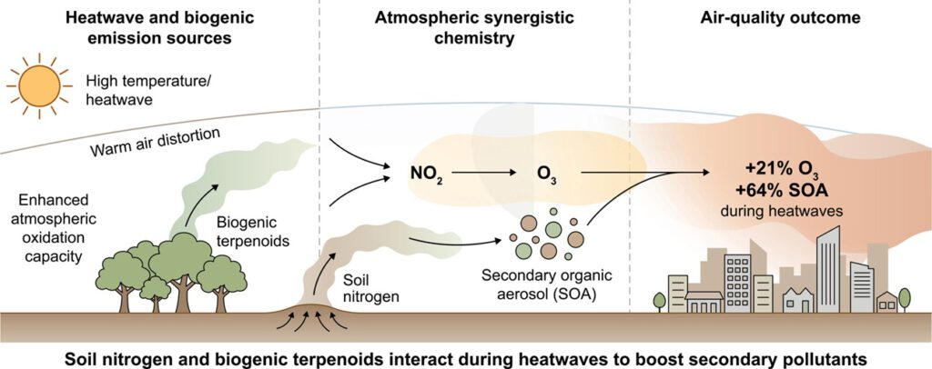 Hitze bringt Pflanzen, Böden und Atmosphäre in eine gefährliche Reaktionskette: Am Ende steigen Ozon und feine Partikel in der Luft. © Science Direct