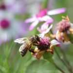 Honigbienen finden im August besonders schwer Nektar. Weniger Blüten und mehr Konkurrenz machen die Nahrungssuche dann besonders aufwendig.