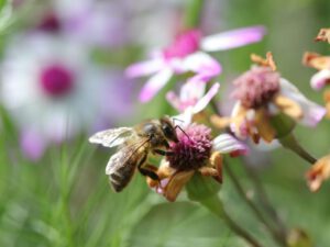 Honigbienen finden im August besonders schwer Nektar. Weniger Blüten und mehr Konkurrenz machen die Nahrungssuche dann besonders aufwendig.