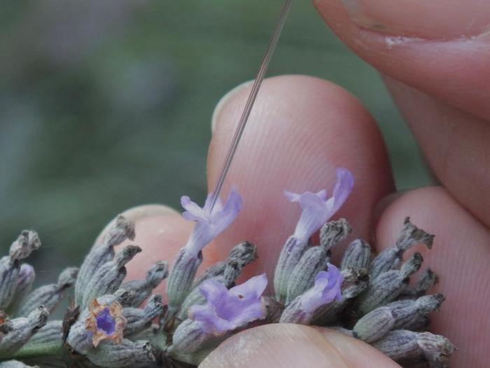 Honigbiene sammelt Nektar an einer Blüte, während Forschende die besuchten Blüten auf ihren Nektargehalt untersuchen.