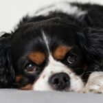 Hund schaut in die Kamera