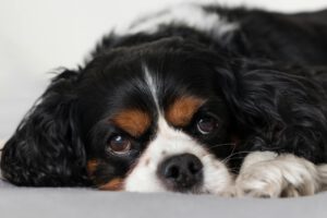 Hund schaut in die Kamera
