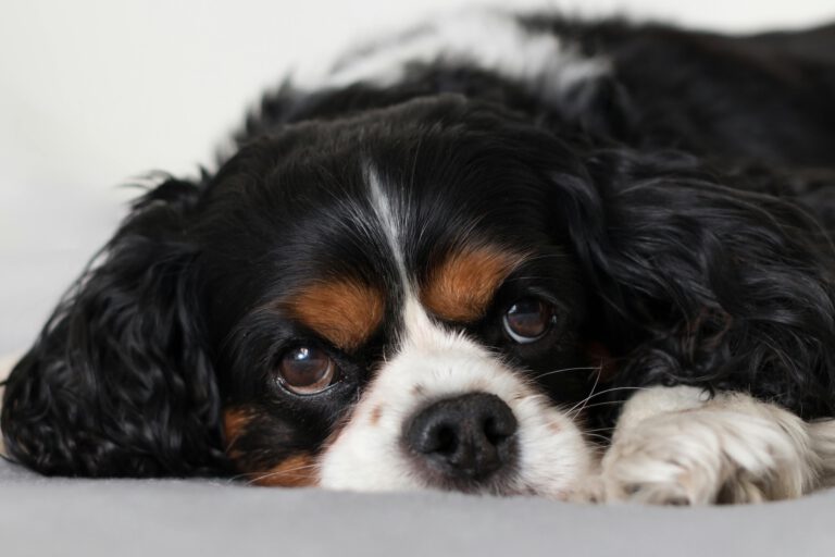 Hund schaut in die Kamera