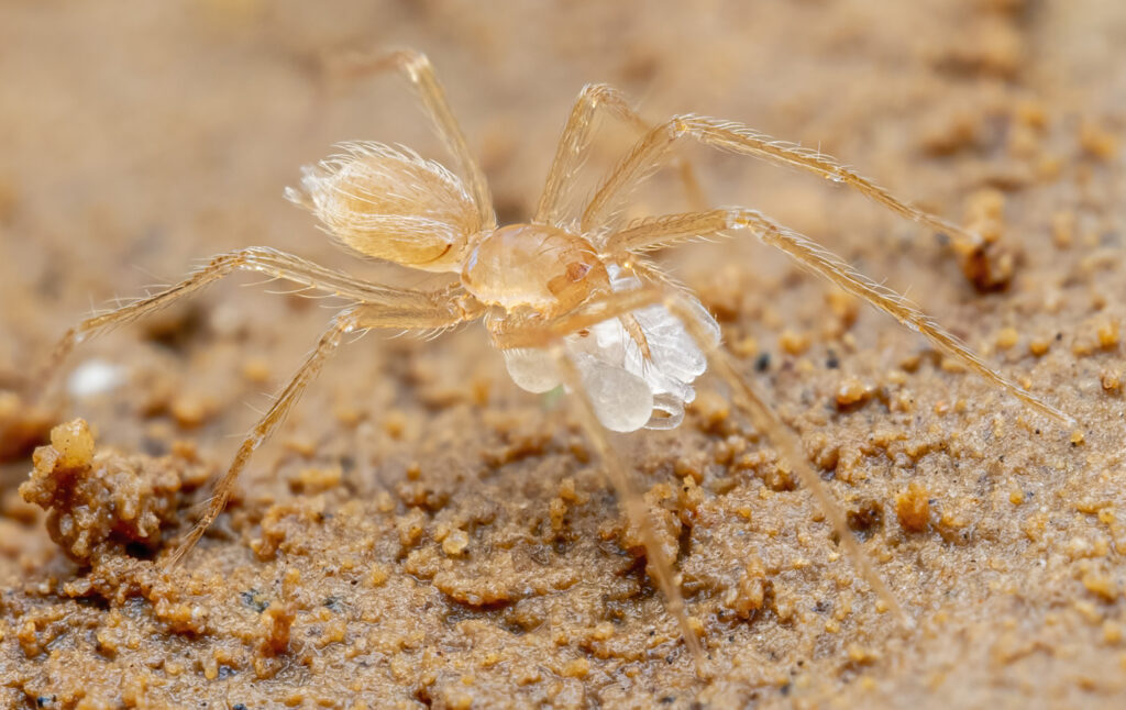 Vangvieng-Höhlenzwerg (Speocera vangvieng)