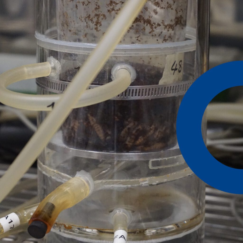 Versuchsaufbau im Labor: Larven der Schwarzen Soldatenfliege (Hermetia illucens) in einer Respirationskammer zur Messung von Gasemissionen. © FBN