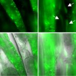 Kälte aktiviert einen Schutzmechanismus in den Muskeln des Fadenwurms: Sie produzieren mehr BH2, das auch andere Gewebe vor altersbedingten Schäden schützt und zur Lebensverlängerung beiträgt. © Prof. Dr. David Vilchez / University of Cologne / CECAD