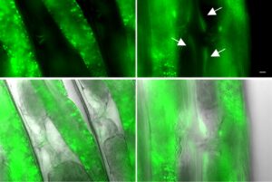 Kälte aktiviert einen Schutzmechanismus in den Muskeln des Fadenwurms: Sie produzieren mehr BH2, das auch andere Gewebe vor altersbedingten Schäden schützt und zur Lebensverlängerung beiträgt. © Prof. Dr. David Vilchez / University of Cologne / CECAD