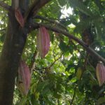 Kakaoanbau im Klimawandel: Studie warnt – jede fünfte Anbaufläche könnte verschwinden