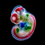KI schreibt neue DNA – und schaltet Gene gezielt im Embryo an