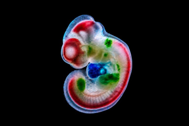 Eine KI entwarf diese drei DNA-Schalter so, dass sie Gene gezielt in unterschiedlichen Geweben eines Mausembryos aktivieren: im Nervensystem (rot), im Herzen (blau) sowie in Gliedmaßen und Bindegewebe (grün). © Stark Lab / IMP, Bild mit KI nachbearbeitet.