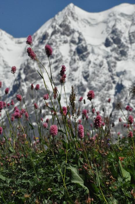 Polygonum carneum wächst im Großen Kaukasus bei Ushguli auf rund 2700 Metern Höhe. Gerade Pflanzen solcher Hochlagen geraten durch steigende Temperaturen zunehmend unter Druck. © Stefan Dullinger