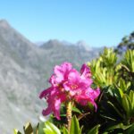 Klimawandel auf Berggipfeln: Warum mehr Pflanzen plötzlich weniger Vielfalt bedeuten