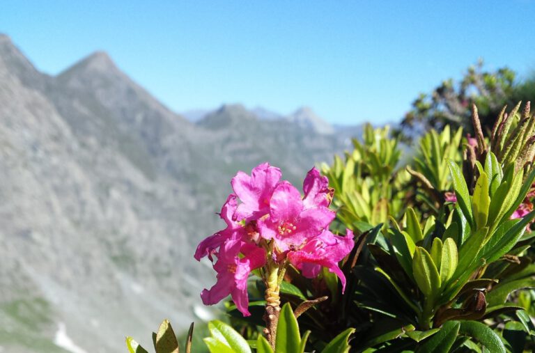 Rhododendron ferrugineum ist an kalte Hochlagen angepasst. Doch gerade solche Hochgebirgsspezialisten geraten durch die Erwärmung zunehmend unter Druck.