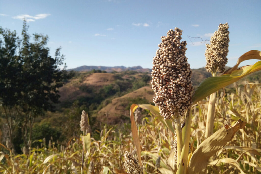 Noch wächst diese Pflanze nur auf rund 0,1 Prozent der Ackerflächen in Europa. Doch bald könnte Sorghum vielerorts herkömmlichen Futtermais ablösen und auf den Feldern deutlich häufiger zu sehen sein. © Unsplash