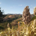 Noch wächst diese Pflanze nur auf rund 0,1 Prozent der Ackerflächen in Europa. Doch bald könnte Sorghum vielerorts herkömmlichen Futtermais ablösen und auf den Feldern deutlich häufiger zu sehen sein. © Unsplash