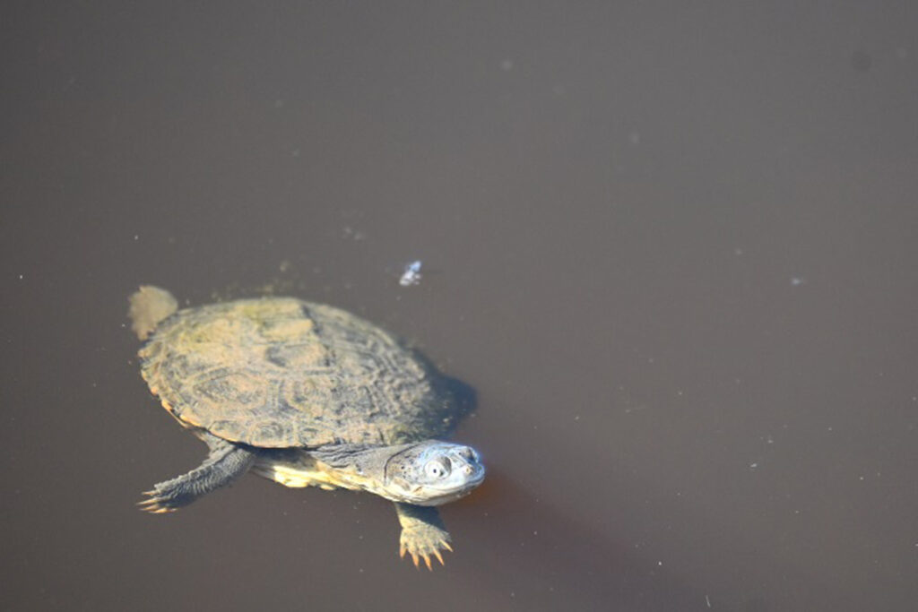 Süßwasserschildkröte im Wasser