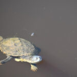 Süßwasserschildkröte im Wasser