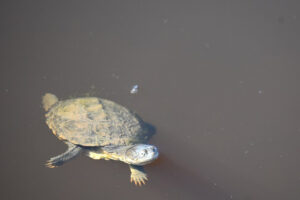 Süßwasserschildkröte im Wasser