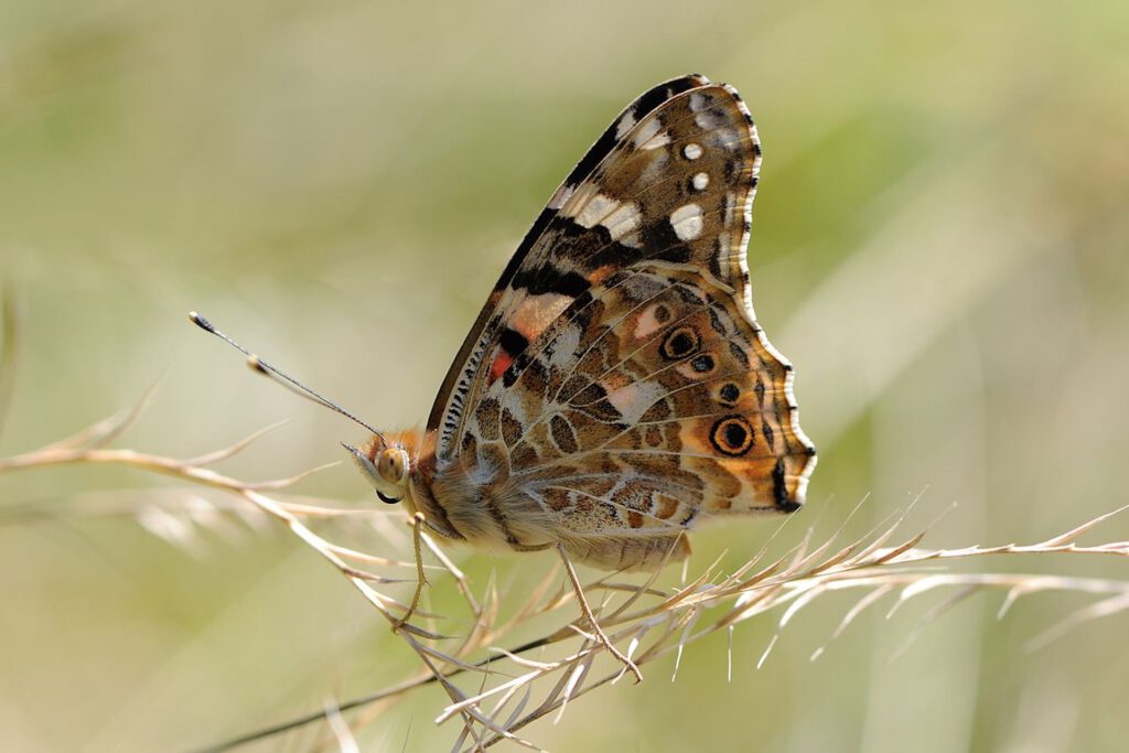 Bei manchen Arten führt der Klimawandel nicht einfach nur nach Norden: Distelfalter und Zitronenfalter wurden sowohl in höheren als auch in tieferen Lagen nachgewiesen. © Böhringer Friedrich via Wikimedia Commons unter CC BY-SA 2.5