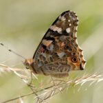 Klimawandel drängt Schmetterlinge aus ihren Lebensräumen – globale Studie zeigt, wohin sie jetzt ausweichen