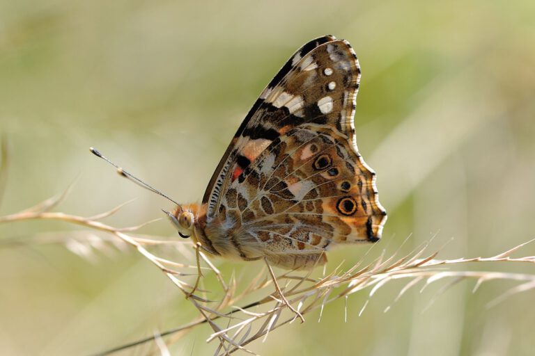 Bei manchen Arten führt der Klimawandel nicht einfach nur nach Norden: Distelfalter und Zitronenfalter wurden sowohl in höheren als auch in tieferen Lagen nachgewiesen. © Böhringer Friedrich via Wikimedia Commons unter CC BY-SA 2.5