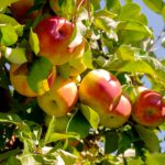 Der Klimawandel setzt der Landwirtschaft zu, doch Äpfel und anderes Obst profitieren bislang teilweise von wärmeren Bedingungen.