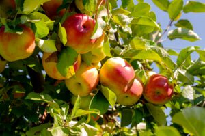 Der Klimawandel setzt der Landwirtschaft zu, doch Äpfel und anderes Obst profitieren bislang teilweise von wärmeren Bedingungen.