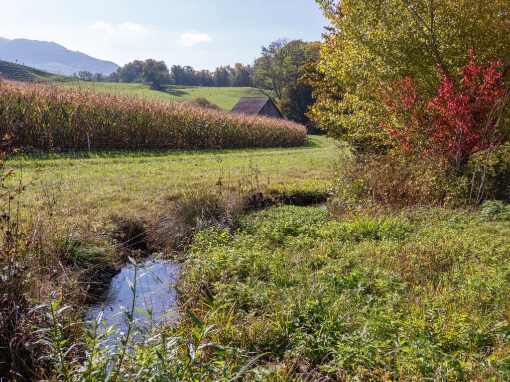 Hier scheint genügend Wasser vorhanden, und doch kann Wassermangel herrschen. Denn künftig kann Wasser auch durch Hitze oder schlechte Qualität für Menschen, Landwirtschaft und Industrie unbrauchbar werden. © Pexels