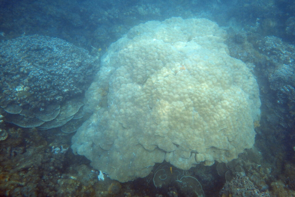 Korallen bleichen nicht nur bei Hitze aus. Forschende der CAU untersuchten erstmals systematisch, wie langanhaltende Kälte Korallenriffe im Indischen Ozean schädigt. © Saori Ito, Uni Kiel