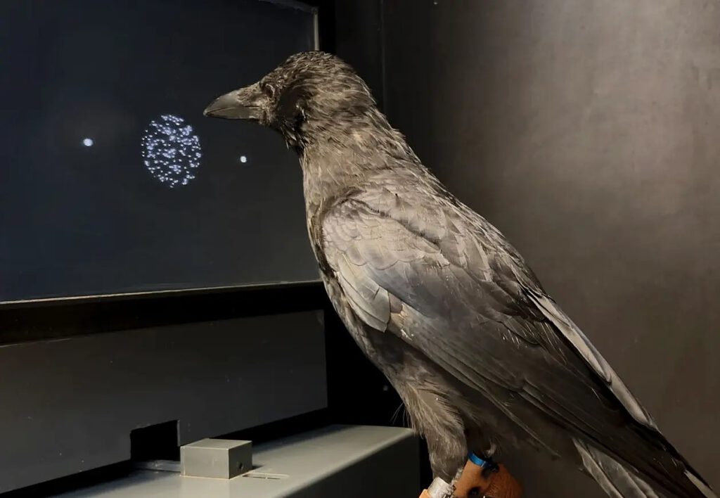 Bei dem Experiment beobachtet die Krähe weiße Punkte auf einem schwarzen Bildschirm. Sie soll erkennen, ob sich die Punkte nach links oder rechts bewegen, und ihre Entscheidung durch einen Schnabelhieb auf den entsprechenden Zielkreis anzeigen. © Andreas Nieder