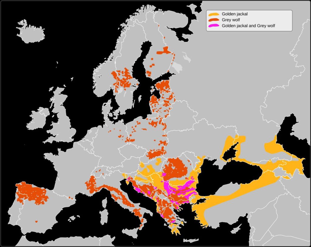 Die Karte zeigt die Verbreitung von Goldschakalen und Wölfen in Europa im Jahr 2019. Besonders auf dem Balkan überschneiden sich die Lebensräume beider Raubtiere. © Wikimedia