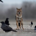 Der Goldschakal breitet sich seit Jahrzehnten in Europa aus. Neue Erkenntnisse zeigen, welche Rolle Wölfe und die Nähe des Menschen dabei spielen.