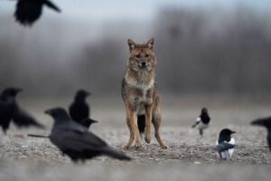 Der Goldschakal breitet sich seit Jahrzehnten in Europa aus. Neue Erkenntnisse zeigen, welche Rolle Wölfe und die Nähe des Menschen dabei spielen.