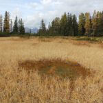 Moore in den Alpen speichern große Mengen Kohlenstoff und bieten seltenen Arten Lebensraum. Doch Entwässerung, landwirtschaftliche Nutzung und zunehmender Baumbewuchs gefährden diese empfindlichen Ökosysteme. © Simon Drollinger