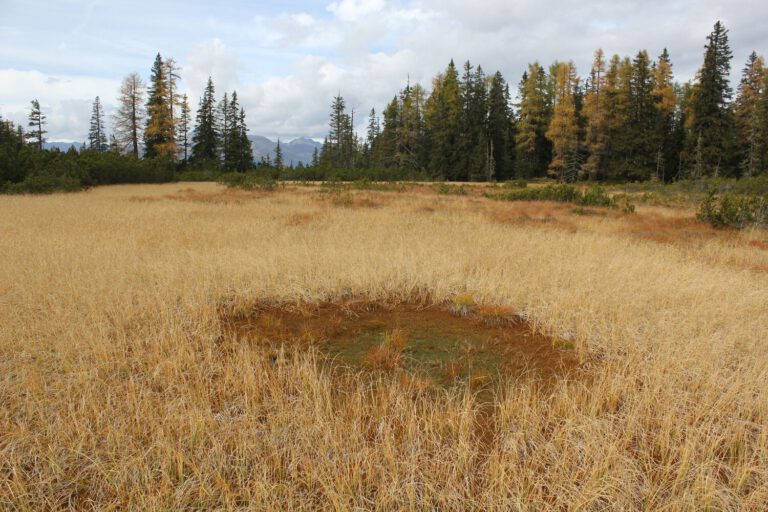 Moore in den Alpen speichern große Mengen Kohlenstoff und bieten seltenen Arten Lebensraum. Doch Entwässerung, landwirtschaftliche Nutzung und zunehmender Baumbewuchs gefährden diese empfindlichen Ökosysteme. © Simon Drollinger