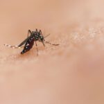Zu sehen ist eine Gelbfiebermücke (Aedes aegypti) auf menschlicher Haut. Ob sie zusticht, hängt offenbar auch von der persönlichen Mischung aus Hautgeruch und Bakterien ab.