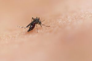 Zu sehen ist eine Gelbfiebermücke (Aedes aegypti) auf menschlicher Haut. Ob sie zusticht, hängt offenbar auch von der persönlichen Mischung aus Hautgeruch und Bakterien ab.