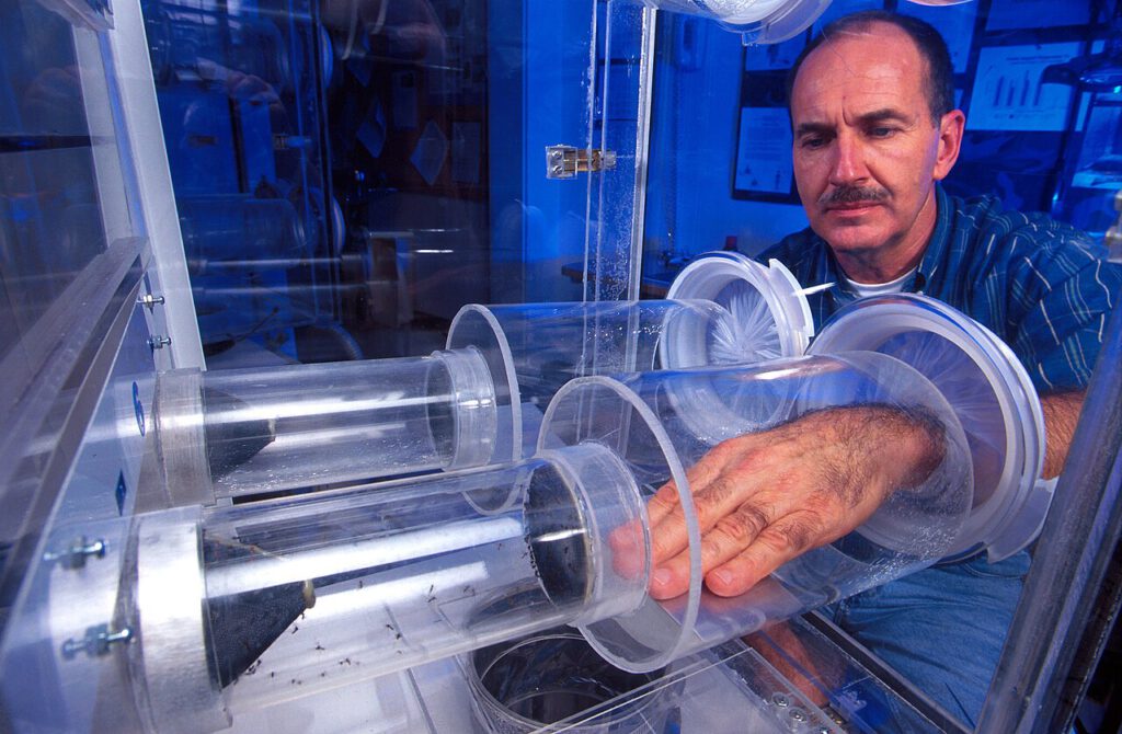 Entomologe Donald Barnard demonstriert in einem Olfaktometer, wie stark weibliche Gelbfiebermücken auf den Geruch seiner Hand reagieren – ein kontrollierter Blick auf ihr Beuteschema. © Peggy Greb/United States Department of Agriculture via Wikimedia unter Public Domain
