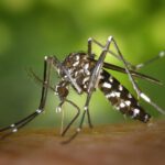 Asiatische Tigermücken brauchen nur kleinste Wasseransammlungen für ihre Brut. Ihre trockenheitsresistenten Eier können dort monatelang überleben. © CDC