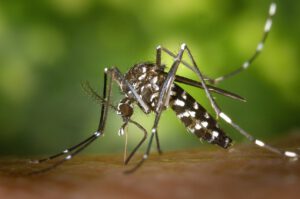 Asiatische Tigermücken brauchen nur kleinste Wasseransammlungen für ihre Brut. Ihre trockenheitsresistenten Eier können dort monatelang überleben. © CDC