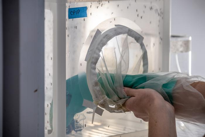Eine Hand greift in einen Mückenbehälter: Im Labor prüften Wissenschaftler, wie verschiedene Blattmischungen Wachstum und Überleben der Tiere beeinflussen. © Edwin Remsberg / University of Maryland