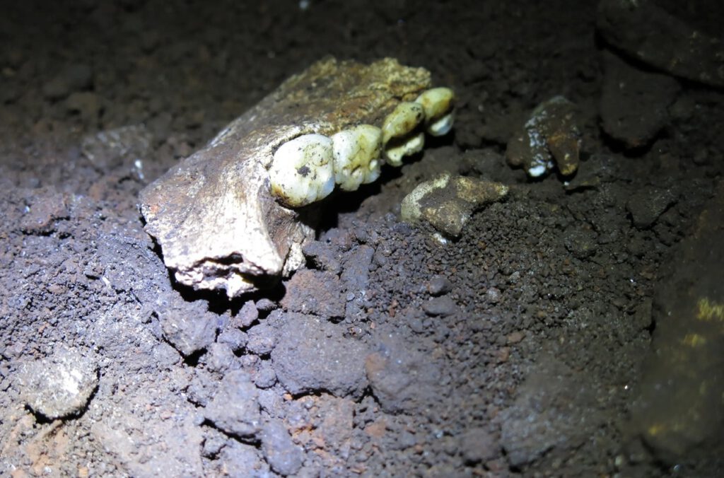 Der fossile Unterkiefer von Homo naledi gehört zu einem Fund, der bis heute Rätsel aufgibt: Warum lagen so viele Überreste tief in der Höhle? © Mathew Berger