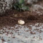 Nach dem Auslegen eines Ameisenköders krabbeln plötzlich noch mehr Tiere durch die Wohnung
