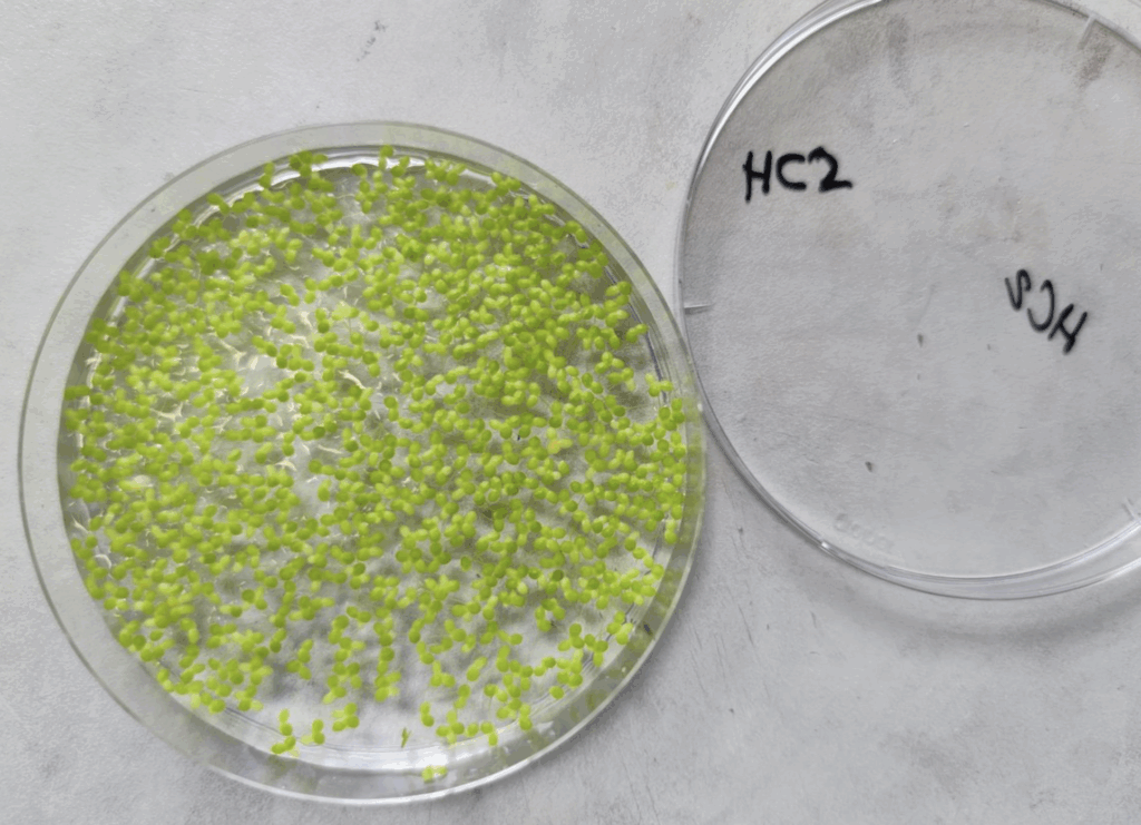 Mithilfe des Düngers konnten diese Wasserlinsen erfolgreich herangezüchtet werden.