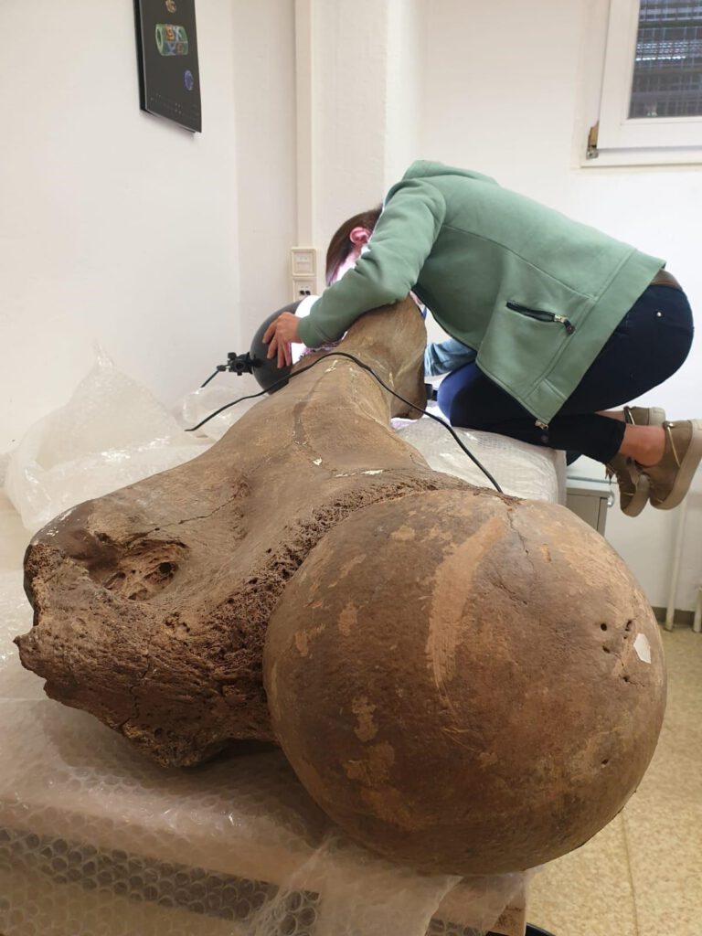 Prof. Dr. Sabine Gaudzinski-Windheuser untersucht den Oberschenkelknochen eines erwachsenen Waldelefanten in Halle. Die Funde aus Neumark-Nord zeigen, wie gezielt Neandertaler selbst riesige Tiere nutzten. ©: Lutz Kindler, LEIZA