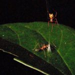 Die Ballista-Spinne wartet über ihrer Falle: Beißt die Weberameise in den Seidenkegel, schnellt das Netz zurück und schleudert die Beute nach oben.